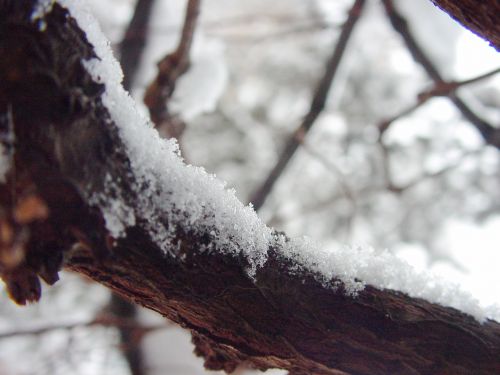 snow branch snowflakes
