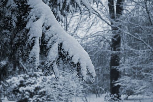 snow branch yew