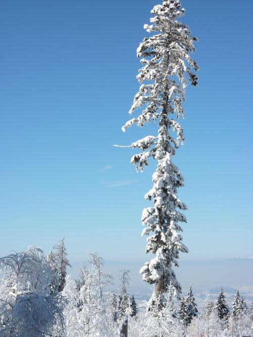 snow tree winter