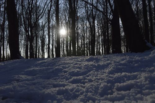snow forest sun