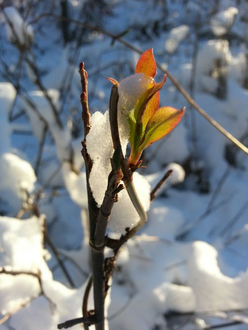 snow bud spring awakening
