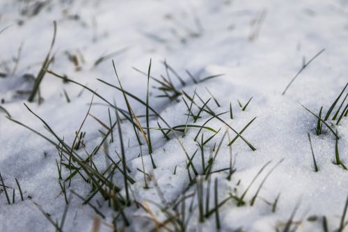 snow snowy grass