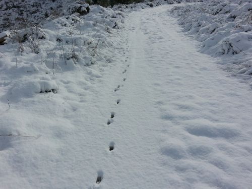 snow path trail