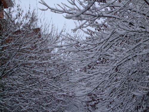 snow trees winter