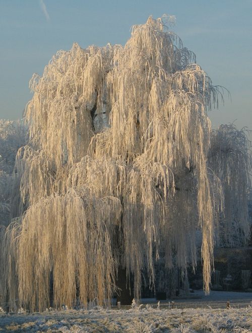 snow winter tree