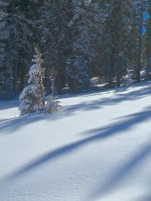 snow shadows trees