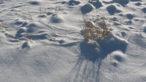 snow grass winter