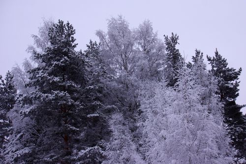 snow winter landscape