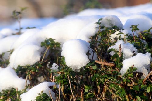 snow privet hedge thaw