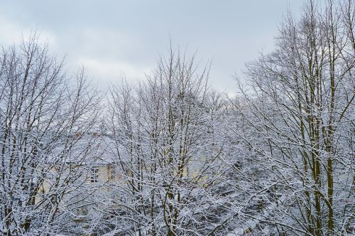 snow trees snowy