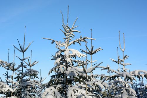 snow winter fir tips