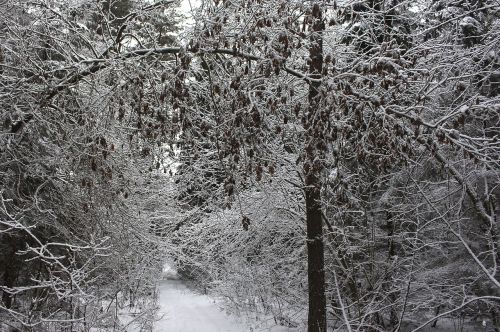 snow tree wood