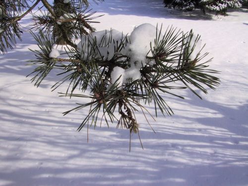 snow pine bough evergreen