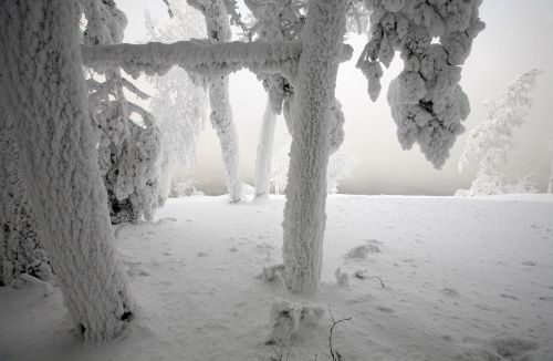 snow winter larch