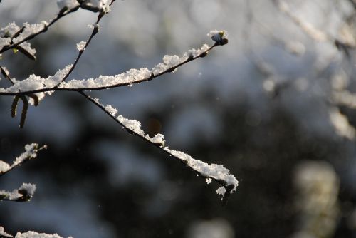 snow branch winter