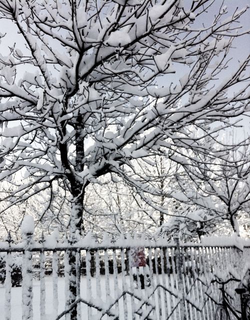 snow winter beijing