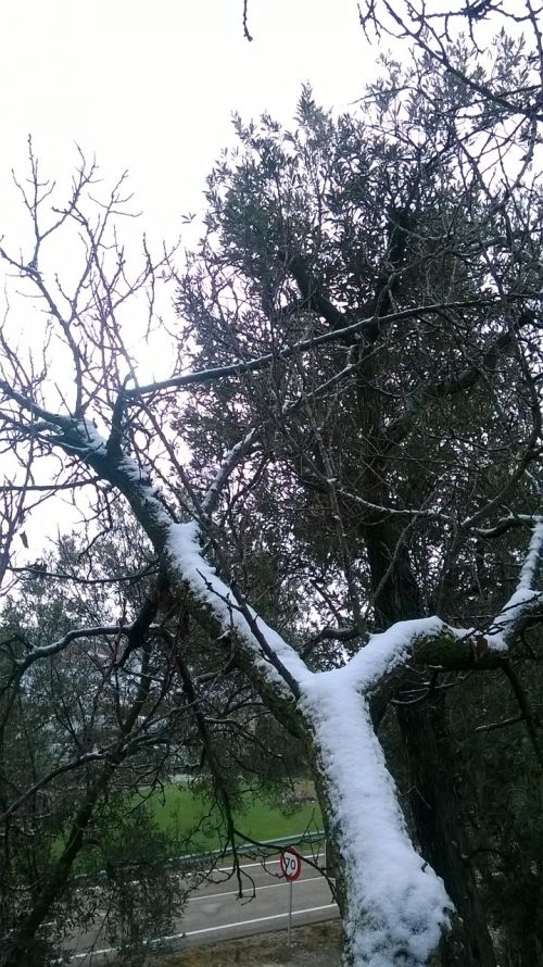 snow tree branch