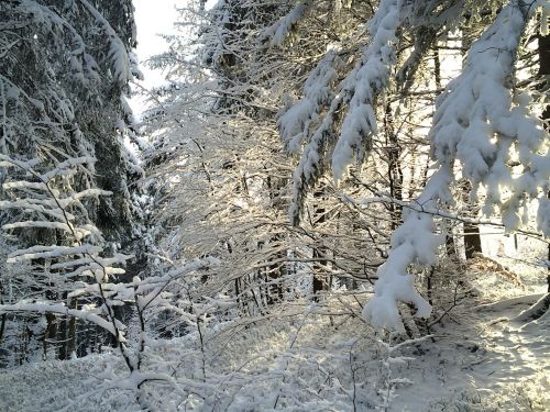 snow winter black forest