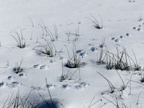 snow animal tracks dried grass