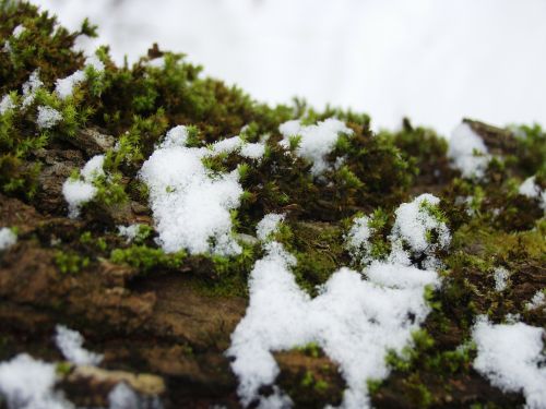 snow moss log