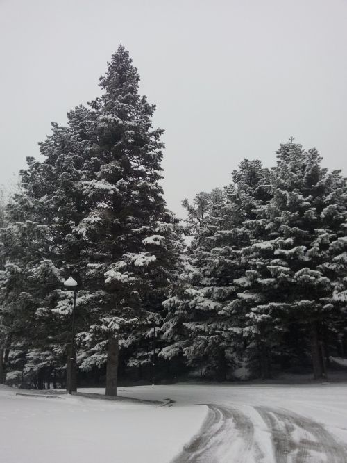 snow tree winter