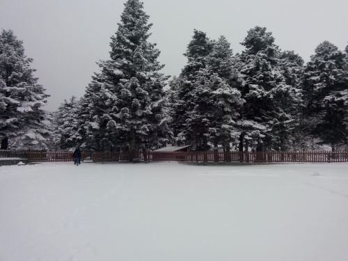 snow tree winter