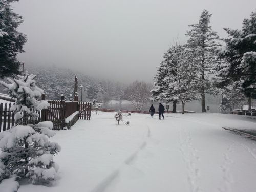 snow winter tree