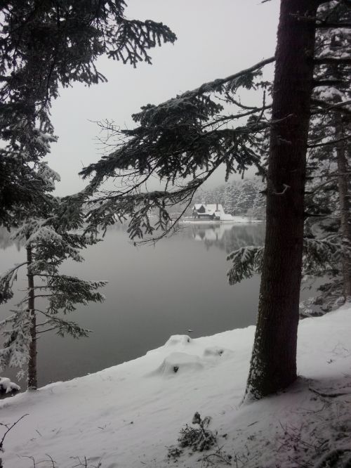 snow tree lake