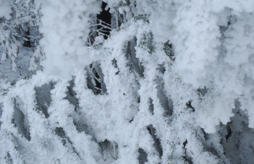 snow tree frost