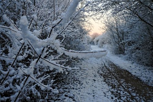 snow path aurora