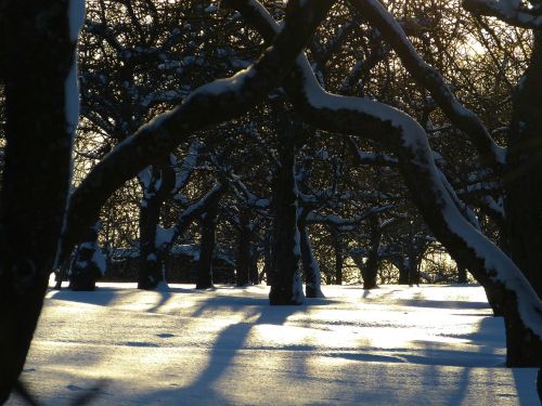 snow traces winter