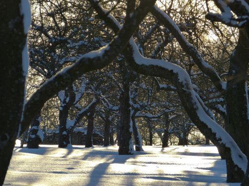 snow traces winter