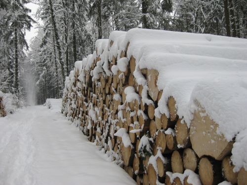 snow wood tree trunks