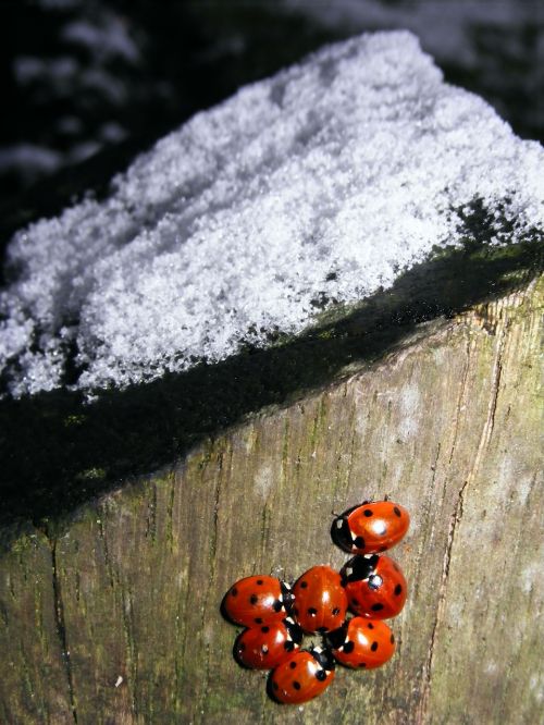 snow ladybug winter