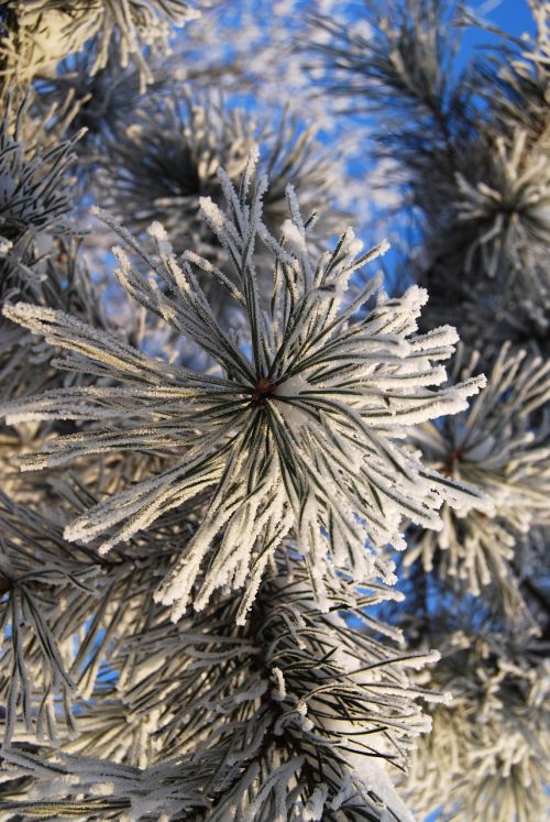 snow ice pine