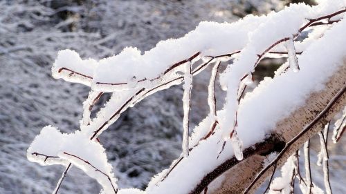 snow tree winter