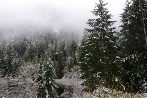 snow pine tree winter