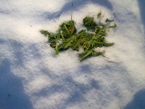 snow grass winter