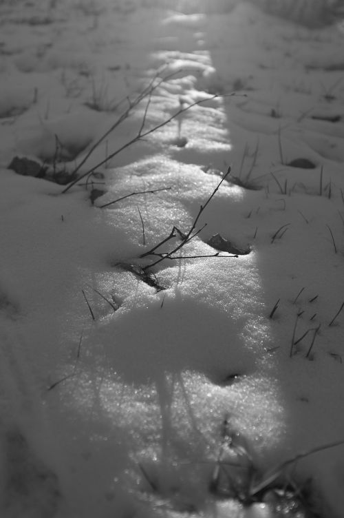 snow winter black and white