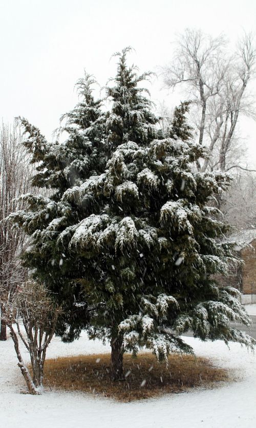 snow cedar tree