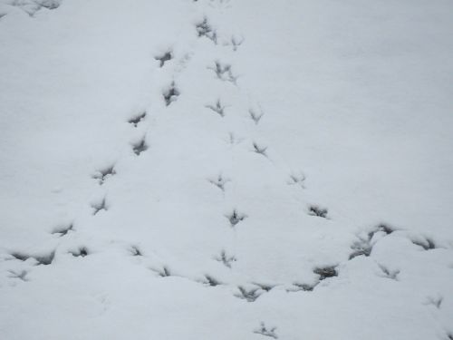 snow traces footprints