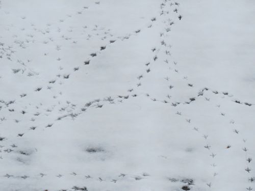 snow traces footprints