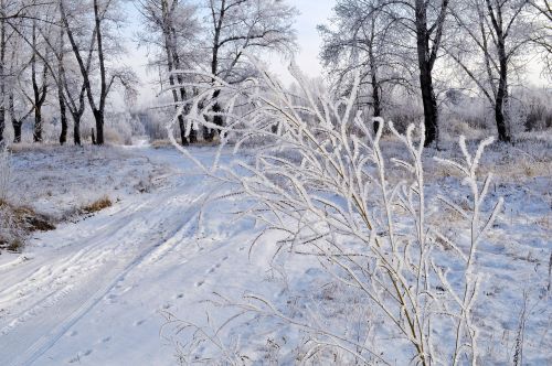 snow frost landscape