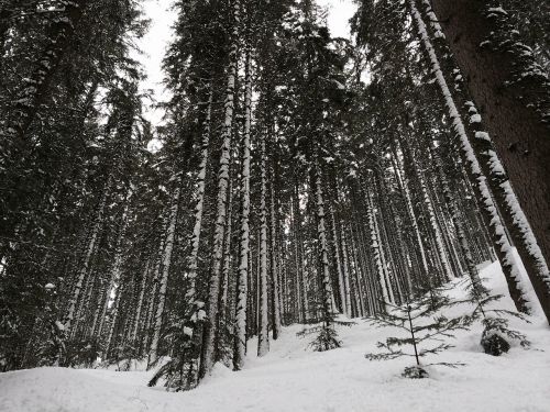 snow trees nature