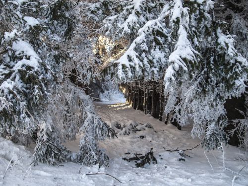 snow winter trees