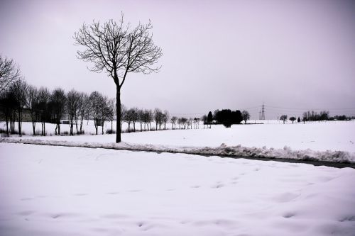 snow tree landscape