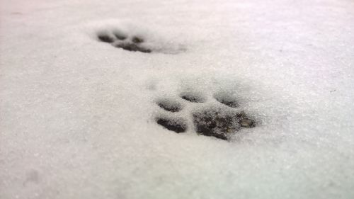 snow cat's paw paws
