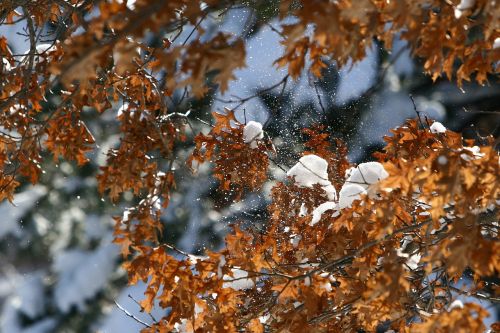 snow winter tree