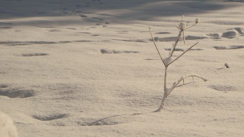 snow tree tracks