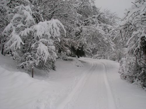 forest fir winter